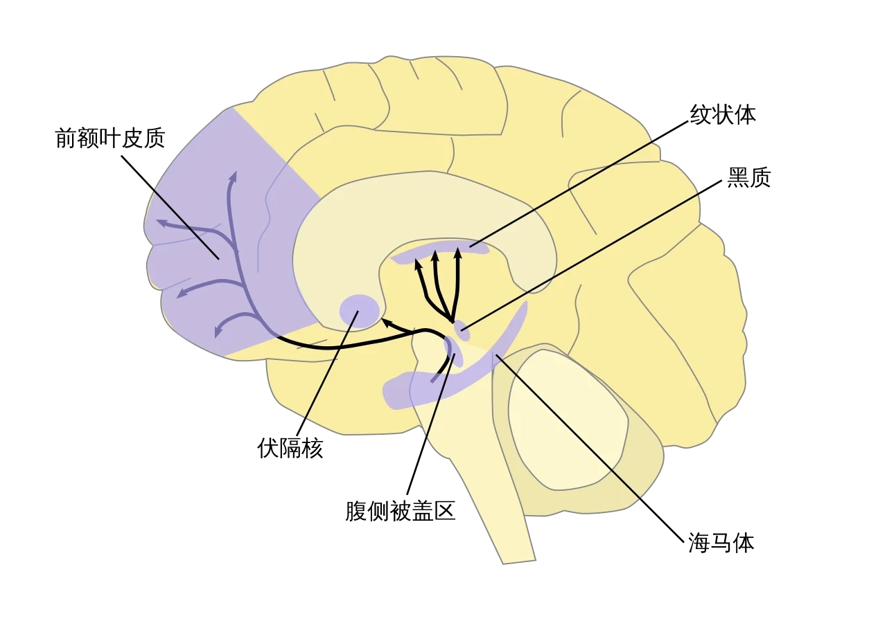 主要的多巴胺通路